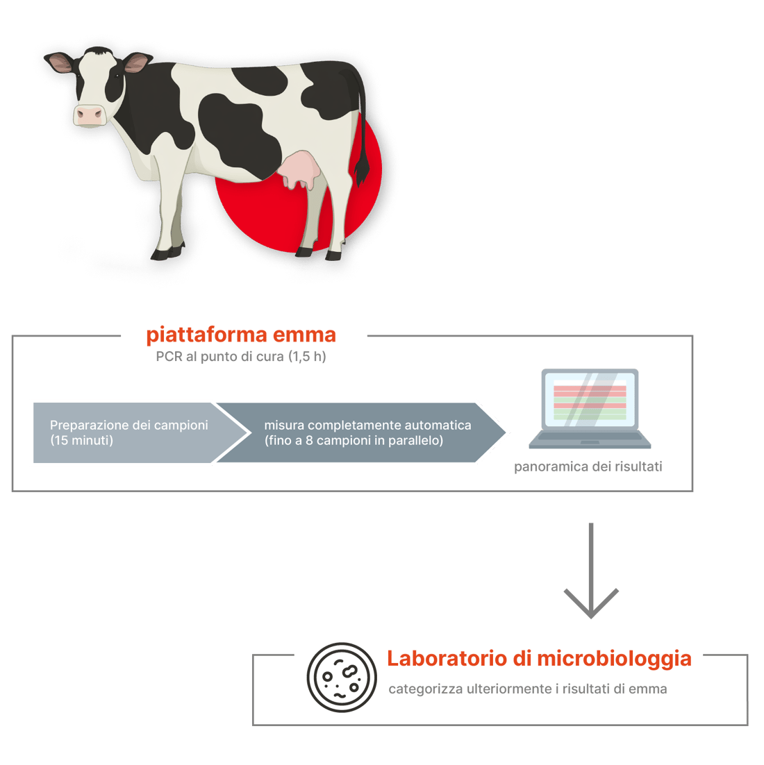 Microbiology Lab process_multilingual_Italian