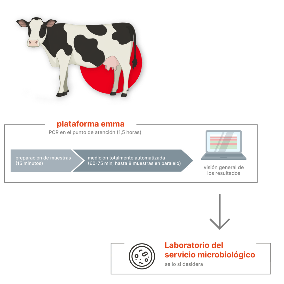 Microbiology Lab process_multilingual_Spanish